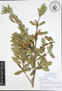Quercus agrifolia image