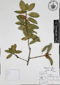 Quercus agrifolia image