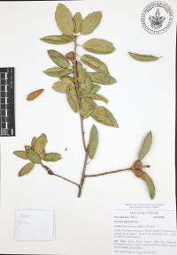 Quercus agrifolia image