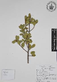 Quercus berberidifolia image