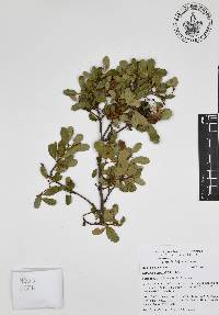 Quercus berberidifolia image