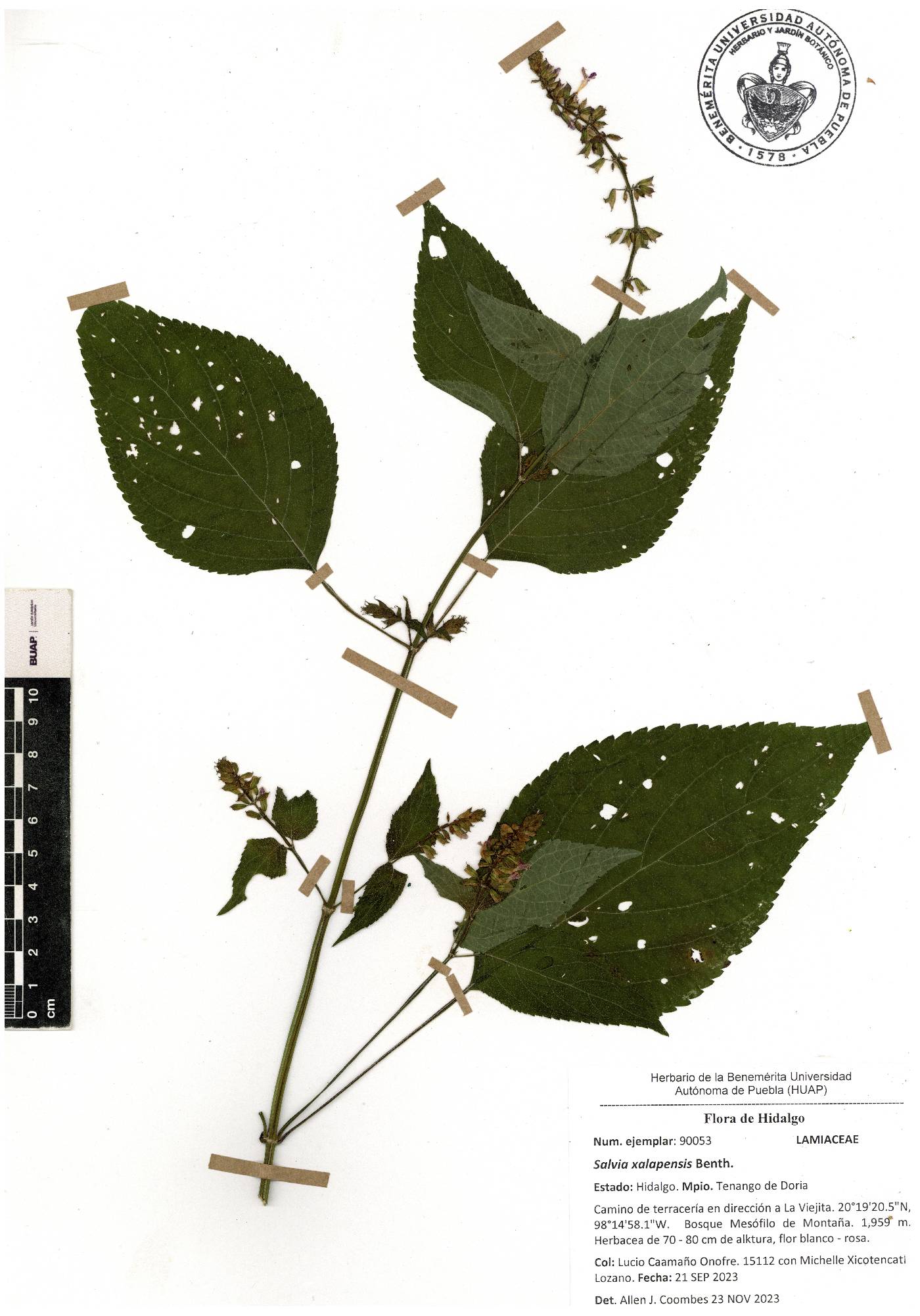 Salvia xalapensis image