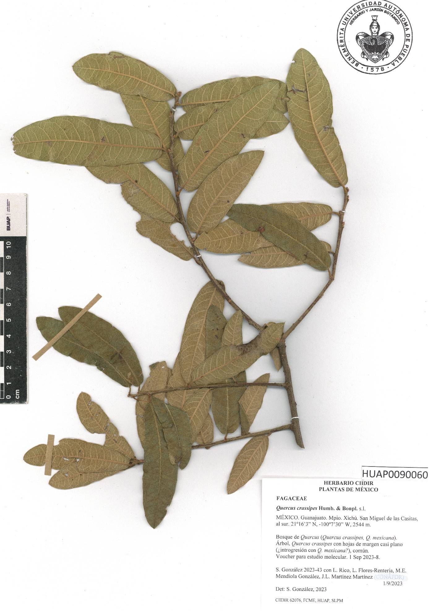 Quercus crassipes image