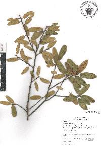 Quercus crassipes image