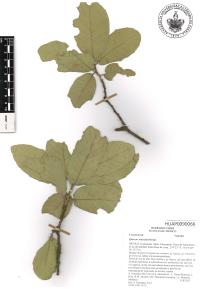 Quercus rugosa image