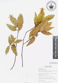 Quercus affinis image