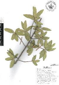 Quercus bolanyosensis image