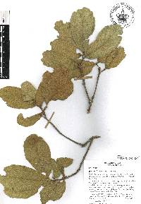 Quercus resinosa image