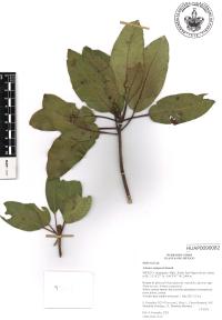 Arbutus xalapensis image