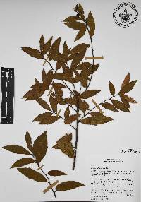 Quercus affinis image