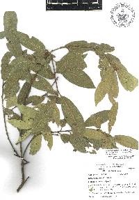 Quercus gentryi image