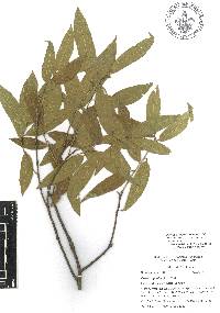 Quercus gentryi image