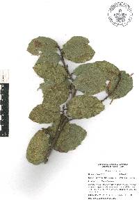 Quercus hirtifolia image