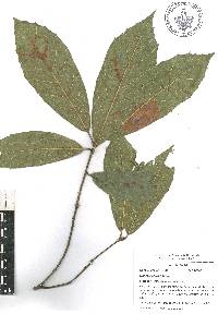 Quercus laurina image