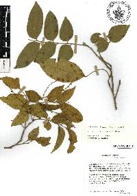Media resource of Picramnia guerrerensis