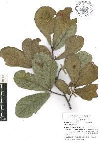 Quercus rugosa image