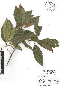 Quercus sartorii image