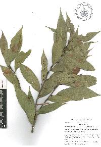 Quercus delgadoana image