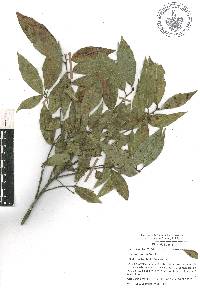 Quercus laurina image