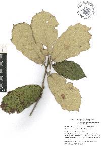 Quercus candicans image