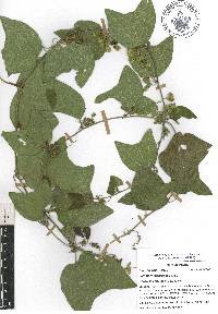 Passiflora rugosissima image