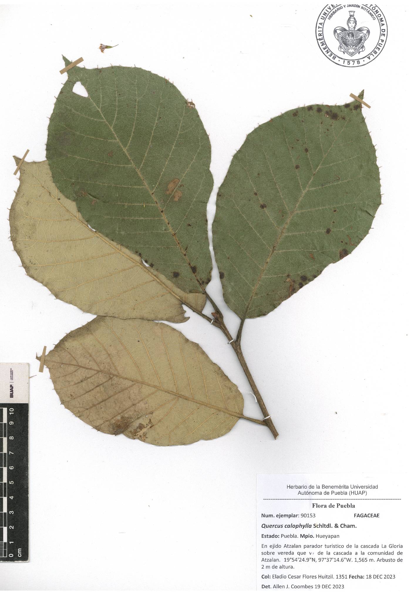 Quercus candicans image