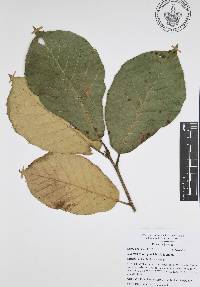 Quercus candicans image