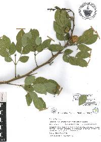 Leucaena lanceolata image