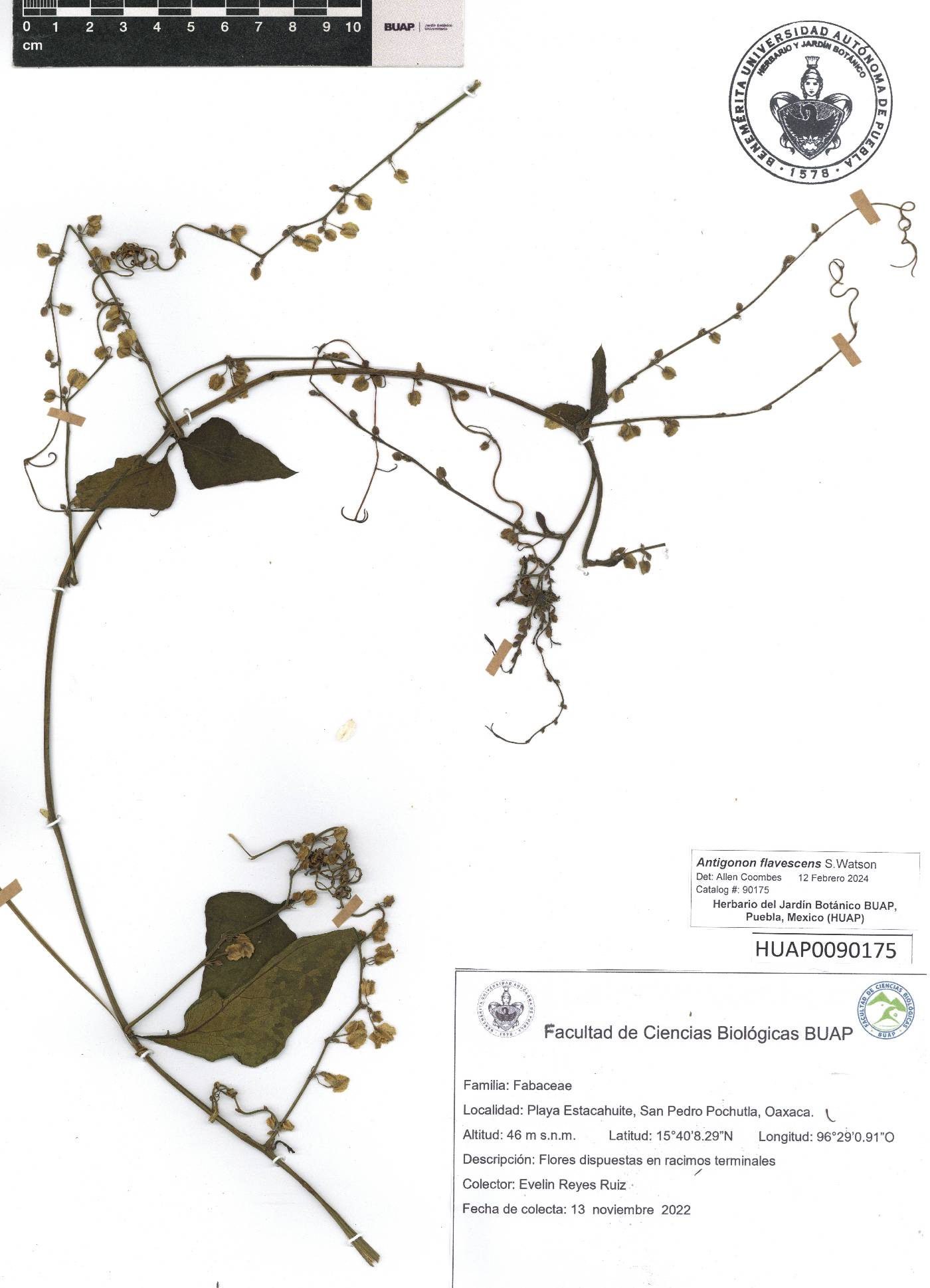 Antigonon flavescens image