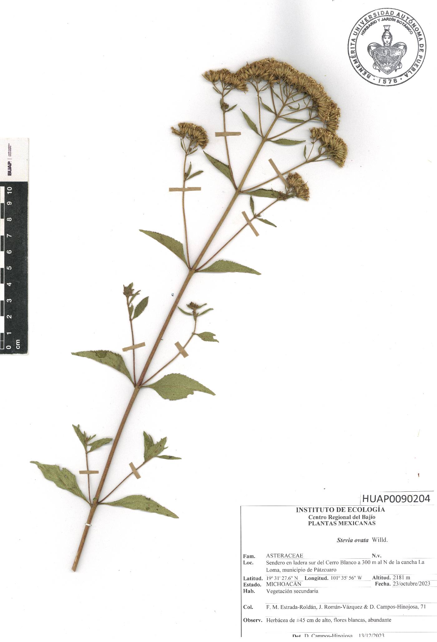 Stevia ovata image