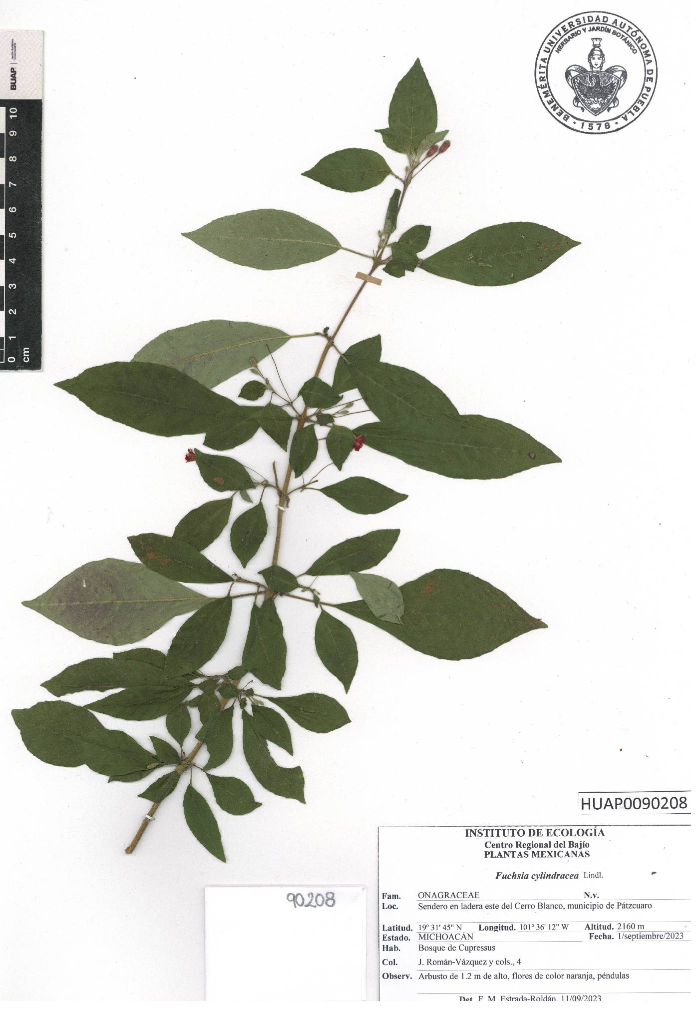 Fuchsia cylindracea image