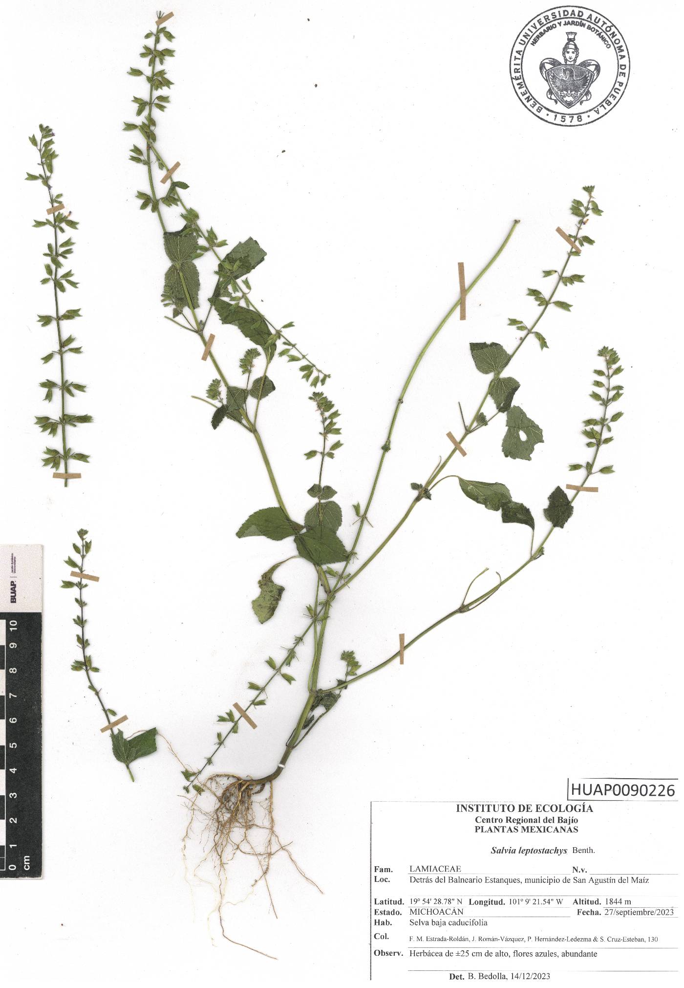 Salvia leptostachys image