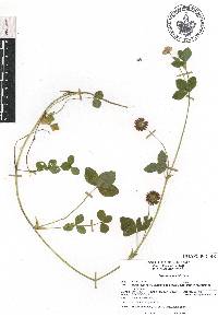 Trifolium amabile image