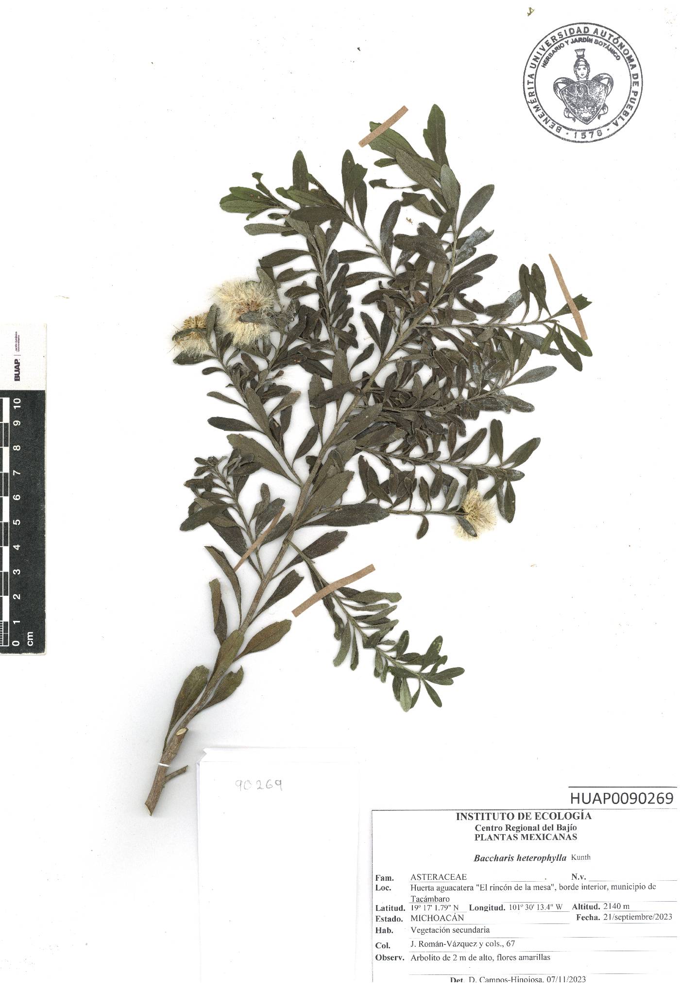 Baccharis heterophylla image