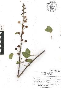 Mimosa albida image