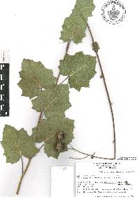 Roldana sessilifolia image