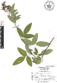 Desmodium amplifolium image