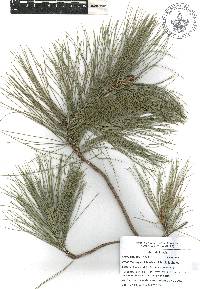 Pinus leiophylla image