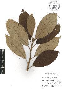 Clethra schlechtendalii image