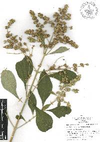 Buddleja cordata image