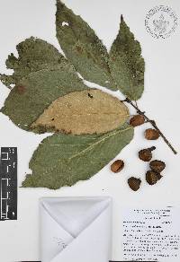 Quercus candicans image