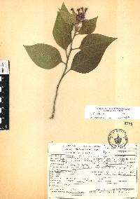 Cestrum roseum image