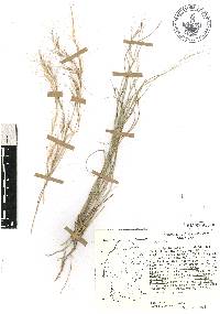 Aristida purpurea var. wrightii image