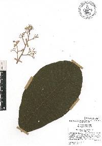 Saurauia scabrida image