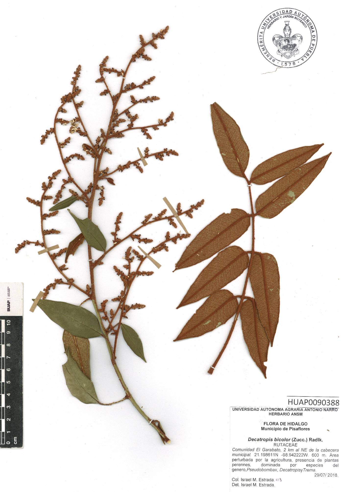 Decatropis bicolor image