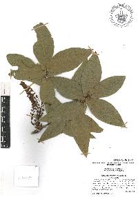 Quercus rysophylla image