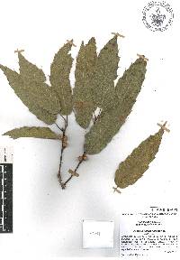 Quercus xalapensis image