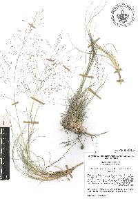 Muhlenbergia torreyi image