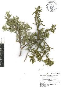 Phoradendron bolleanum image