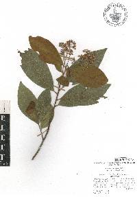 Sassafridium macrophyllum image